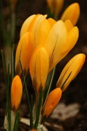 Крокус Golden Yellow