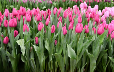 Тюльпан Barcelona (11/12)