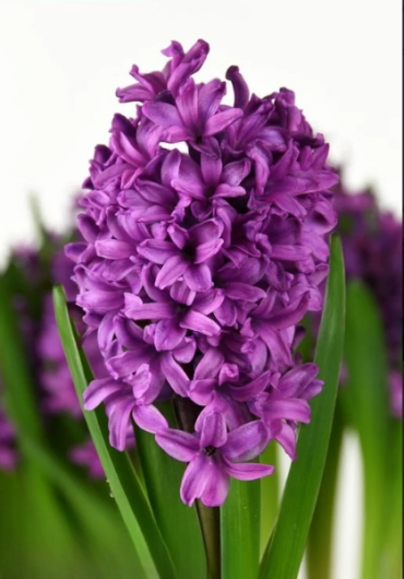 Гіацинт Miss Saigon 18/19