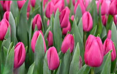 Тюльпан Barcelona (11/12)