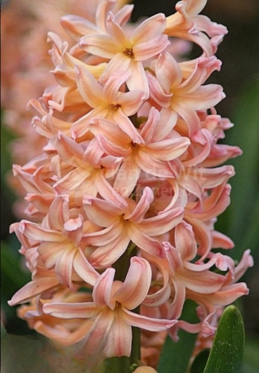 Гіацинт Gipsy Qween 17/18