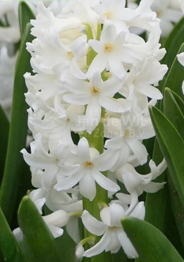 Гіацинт Carnegie (17/18)