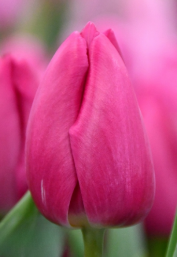 Тюльпан Barcelona (11/12)