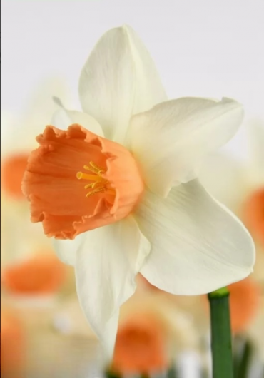 Нарцис Accent (16/18)