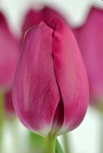 Тюльпан Barcelona (11/12)