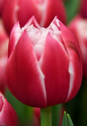 Тюльпан Columbus (12+)