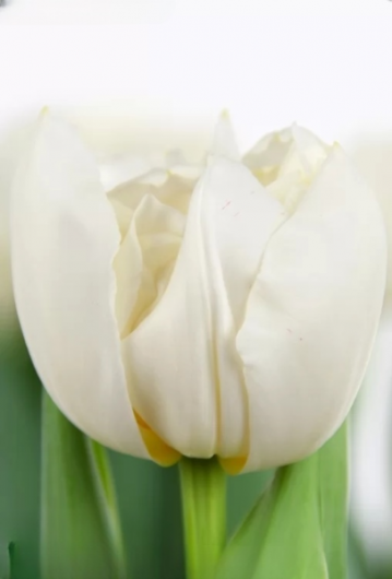 Тюльпан Northcap (11/12)