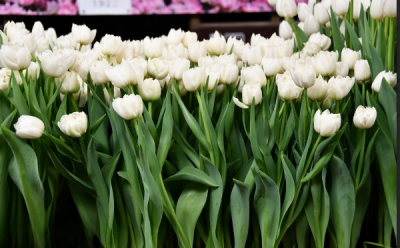 Тюльпан Northcap (11/12)