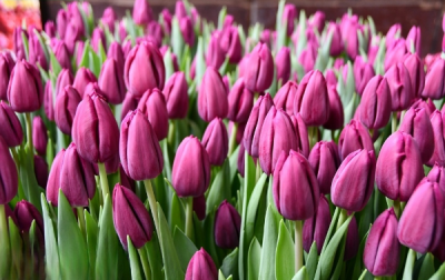 Тюльпан Aragon (12+)