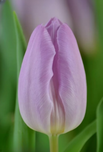 Тюльпан Candy Prince  (12+)