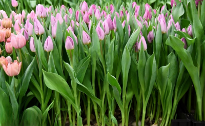 Тюльпан Candy Prince  (12+)