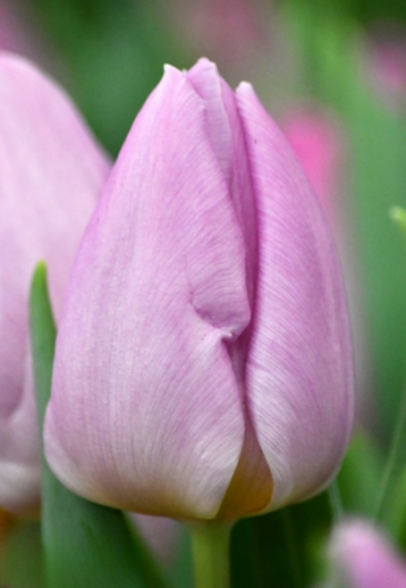 Тюльпан Candy Prince  (12+)