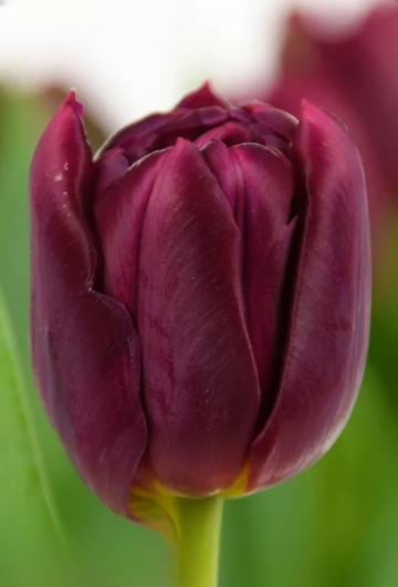 Тюльпан World Bowl (12+)