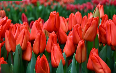 Тюльпан Lalibella (12+)