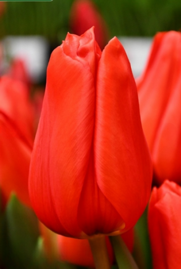 Тюльпан Lalibella (11/12)