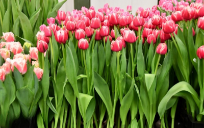 Тюльпан Columbus