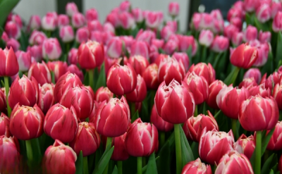 Тюльпан Columbus