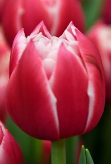 Тюльпан Columbus