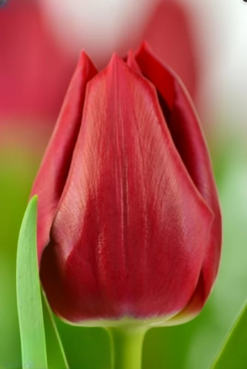 Тюльпан Curry  (12+) ПРОДАНО