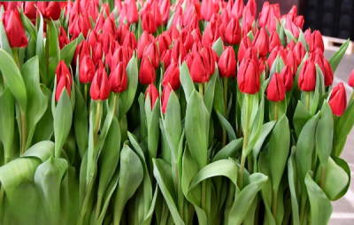 Тюльпан Curry  (12+) ПРОДАНО