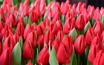 Тюльпан Curry  (12+) ПРОДАНО