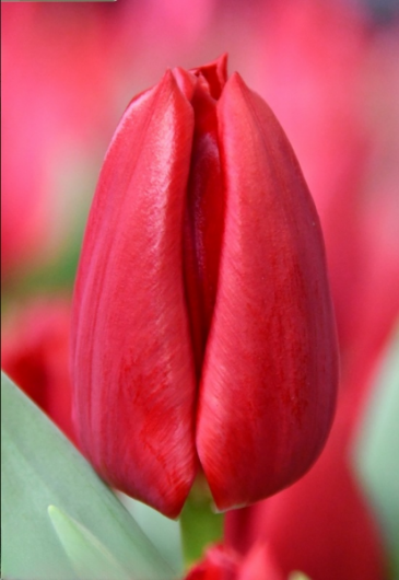 Тюльпан Curry  (12+) ПРОДАНО