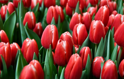 Тюльпан Kung-Fu (11/12)