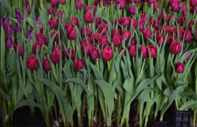 Тюльпан World Bowl (12+)