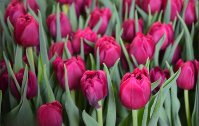 Тюльпан World Bowl (12+)