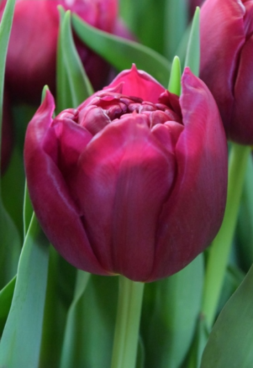 Тюльпан World Bowl (12+)