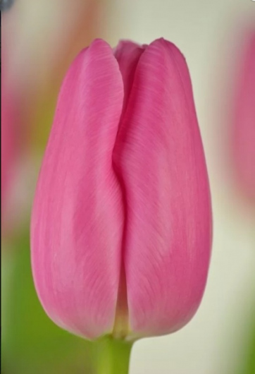 Тюльпан Pink Twist  (12+)