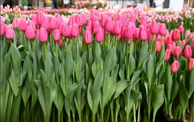 Тюльпан Pink Twist  (12+)