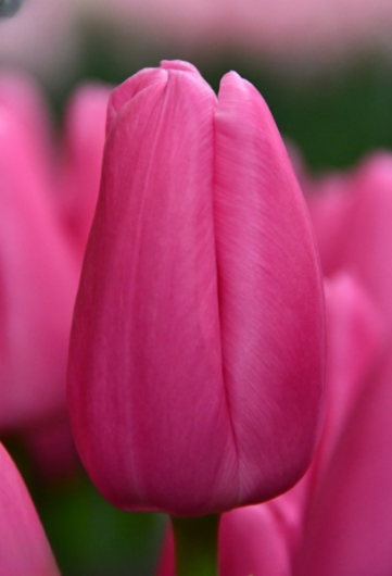 Тюльпан Pink Twist (11/12)