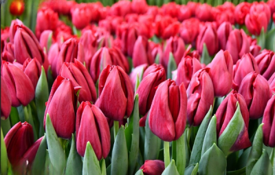 Тюльпан Podcast (12+)