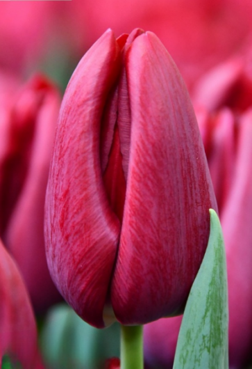 Тюльпан Podcast (12+)