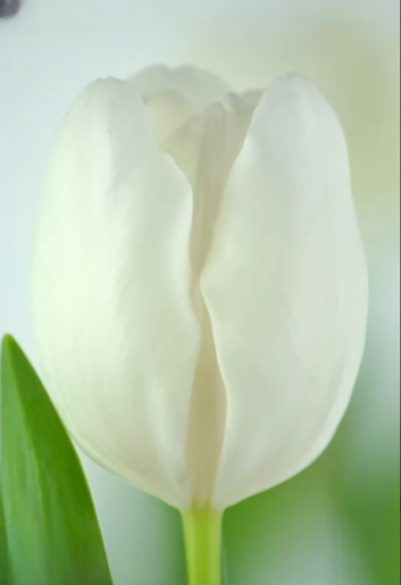 Тюльпан Richarda (12+)