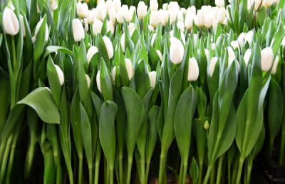 Тюльпан Richarda (12+)