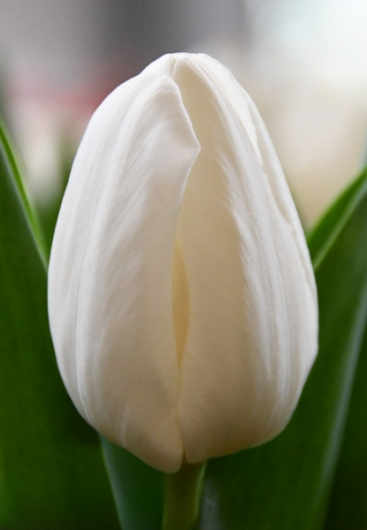 Тюльпан Richarda