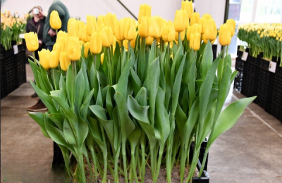 Тюльпан Golden power (12+)