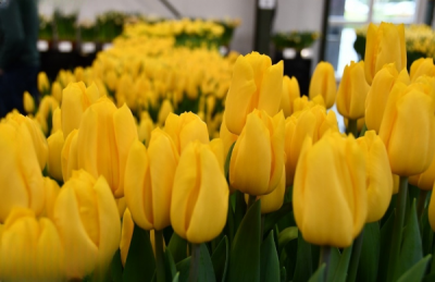 Тюльпан Golden power (12+)