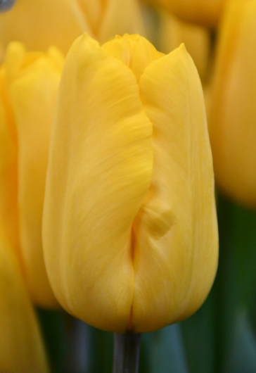 Тюльпан Golden power (12+)