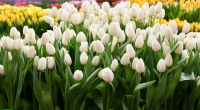 Тюльпан Albatros  (12+)