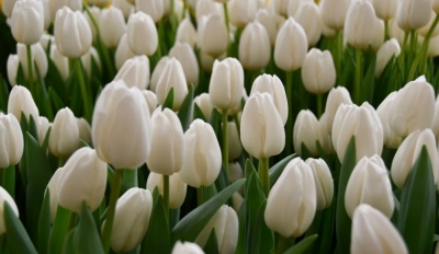 Тюльпан Albatros  (12+)