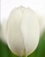 Тюльпан Royal Virgin (12+)