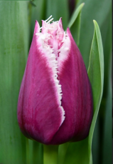 Тюльпан San Martin (12+)