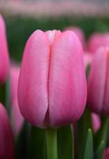 Тюльпан Tresor (12+)