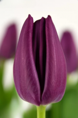 Тюльпан Aragon (12+)