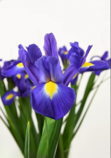 Ірис Blue magic (10+)