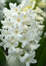 Гіацинт Aiolos (17/18)