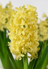 Гіацинт Yellowstone (17/18)